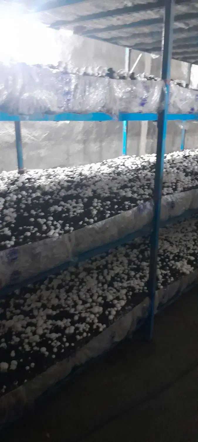 ۵تن کمپوست فروشی تنی ۸۰۰|خدمات باغبانی و درختکاری|دورود, |دیوار