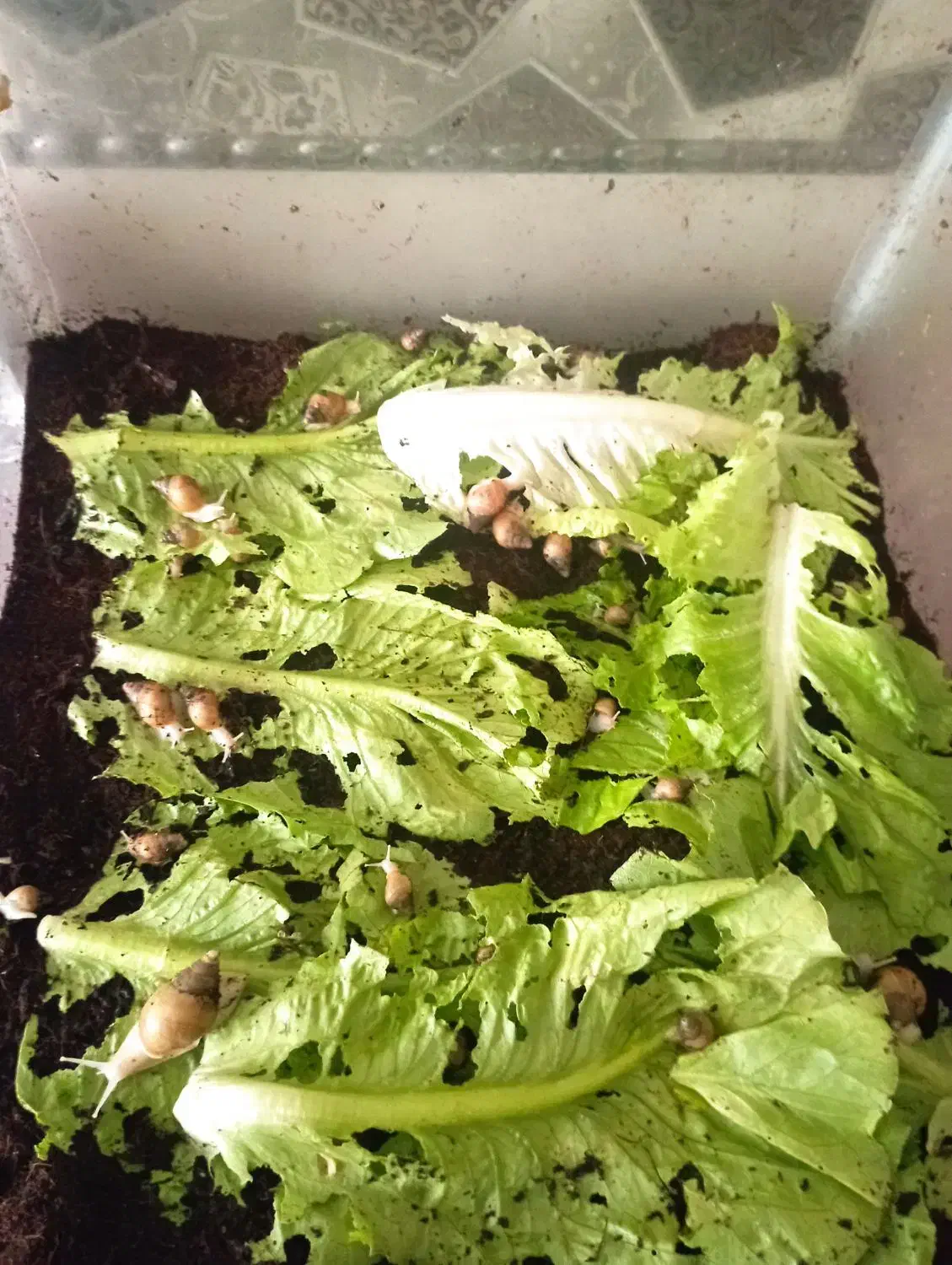 حلزون|خزنده|اراک, |دیوار