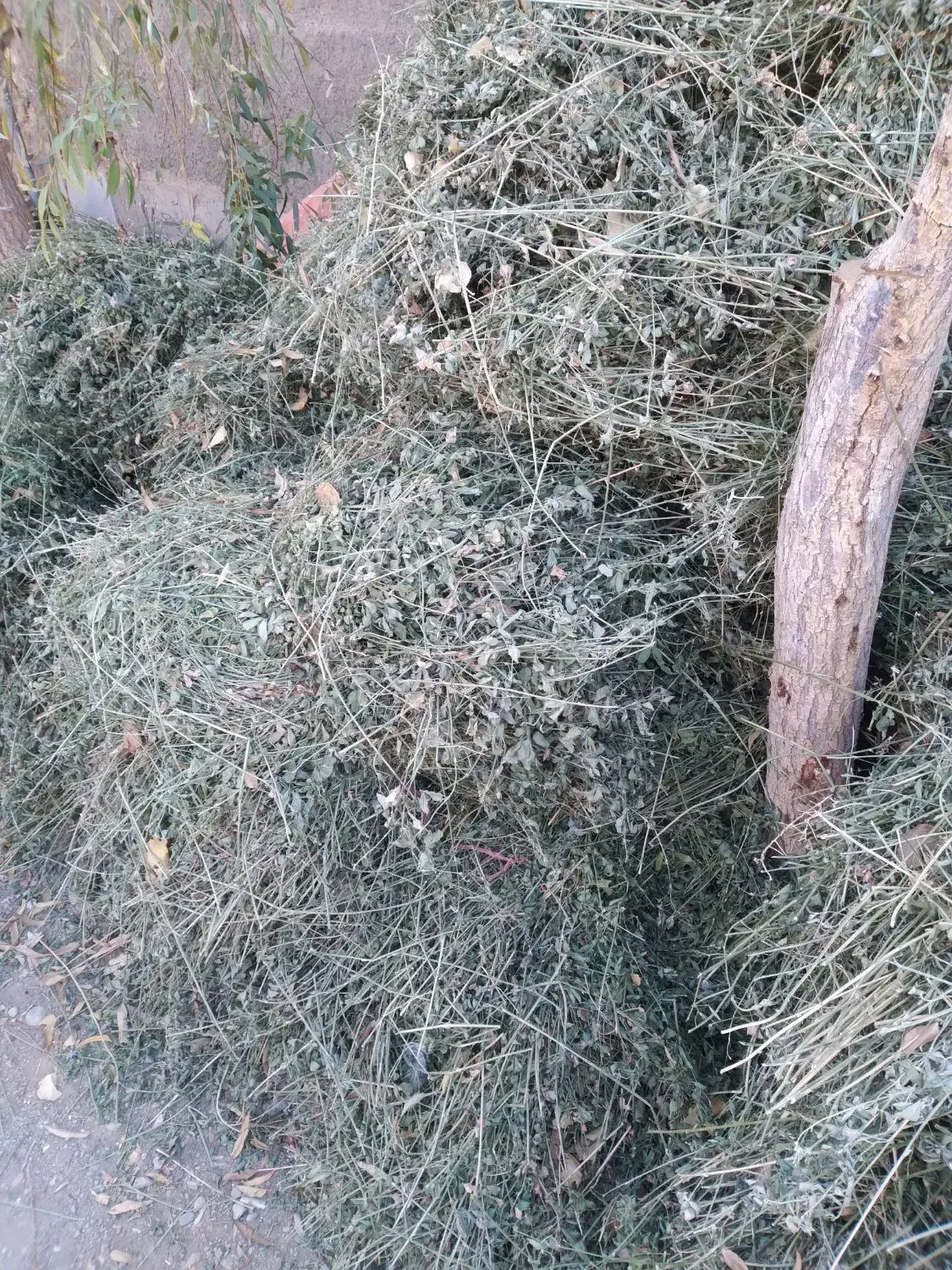 باسلام حدود ۲۰۰ کیلو بیده|لوازم جانبی حیوانات|شاهرود, |دیوار