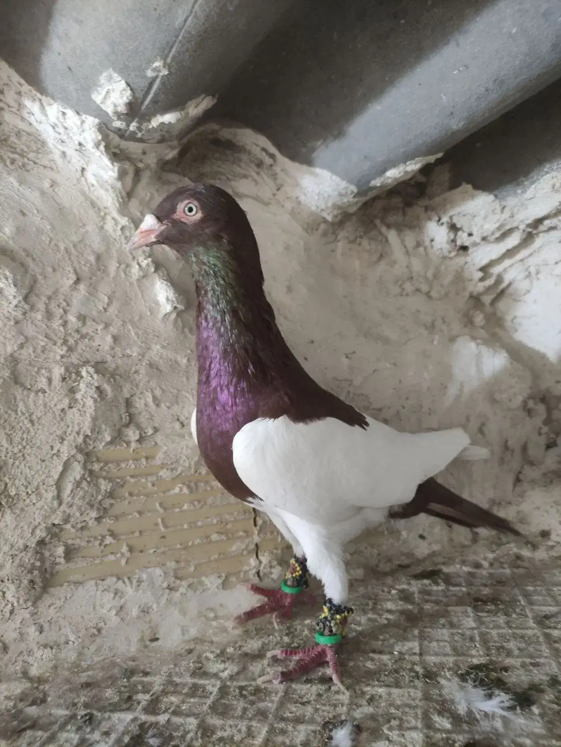 کفتر یهودی|پرنده|اقبالیه, |دیوار