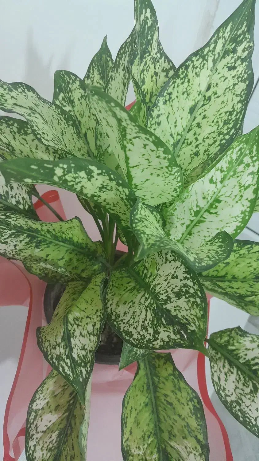 گل خوشگل|گل و گیاه طبیعی|اسدآباد, |دیوار