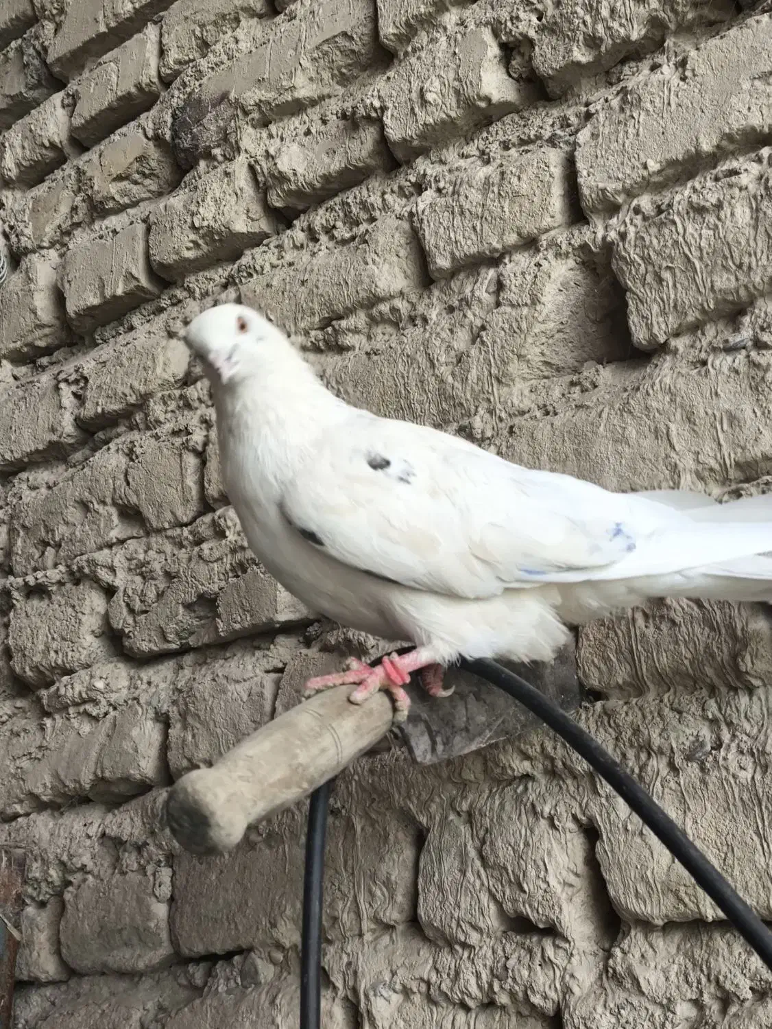 ماده چشم زرد عالی|پرنده|ایرانشهر, |دیوار