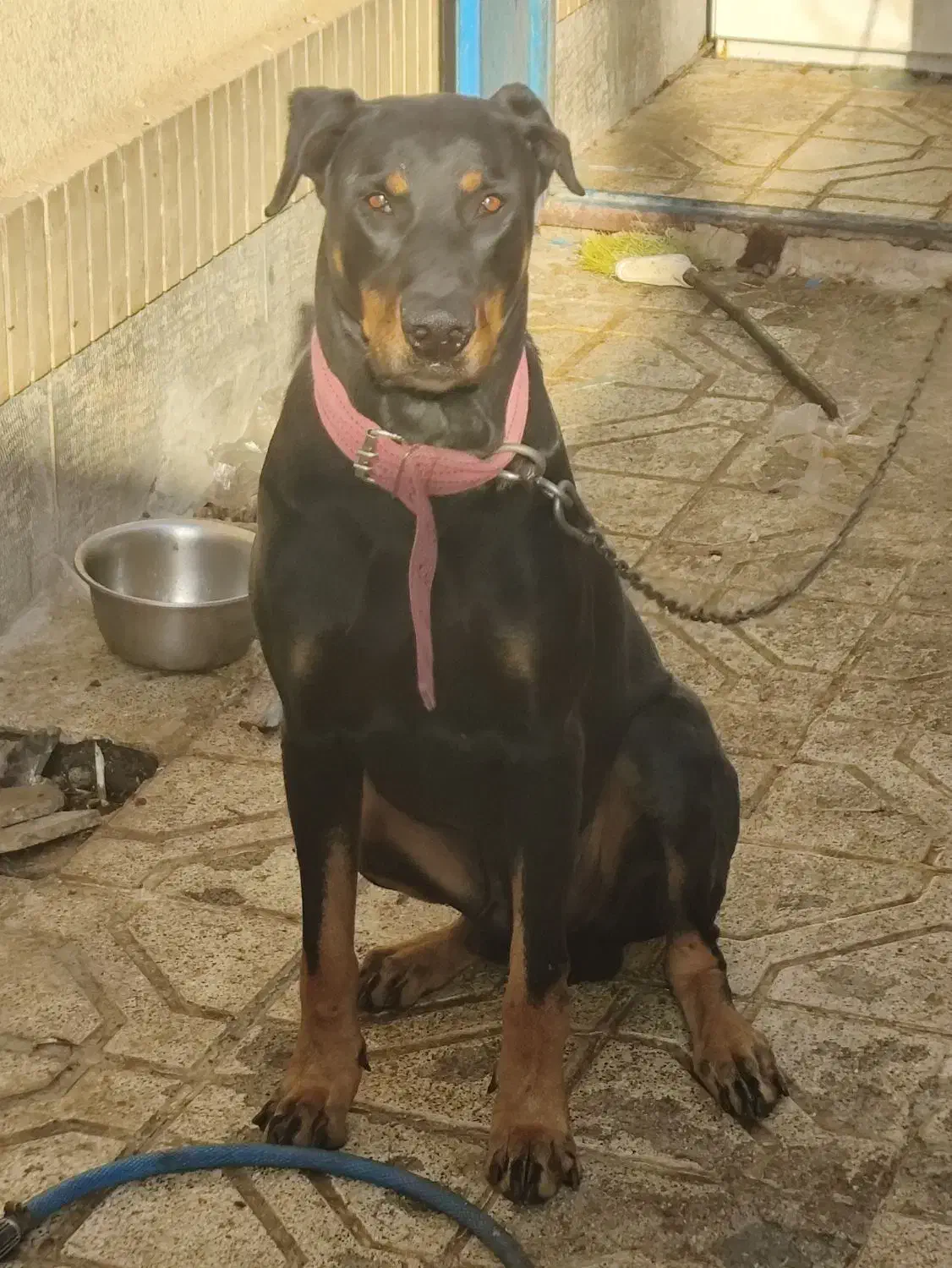 واگذاری|سگ|گلبهار, شهر جدید گلبهار|دیوار