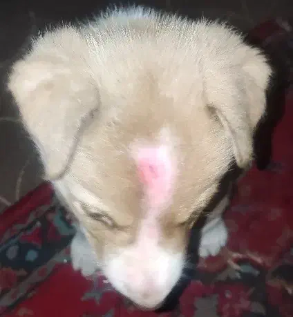 سگ گمشده ، پوریا|حیوانات|زاهدان, |دیوار