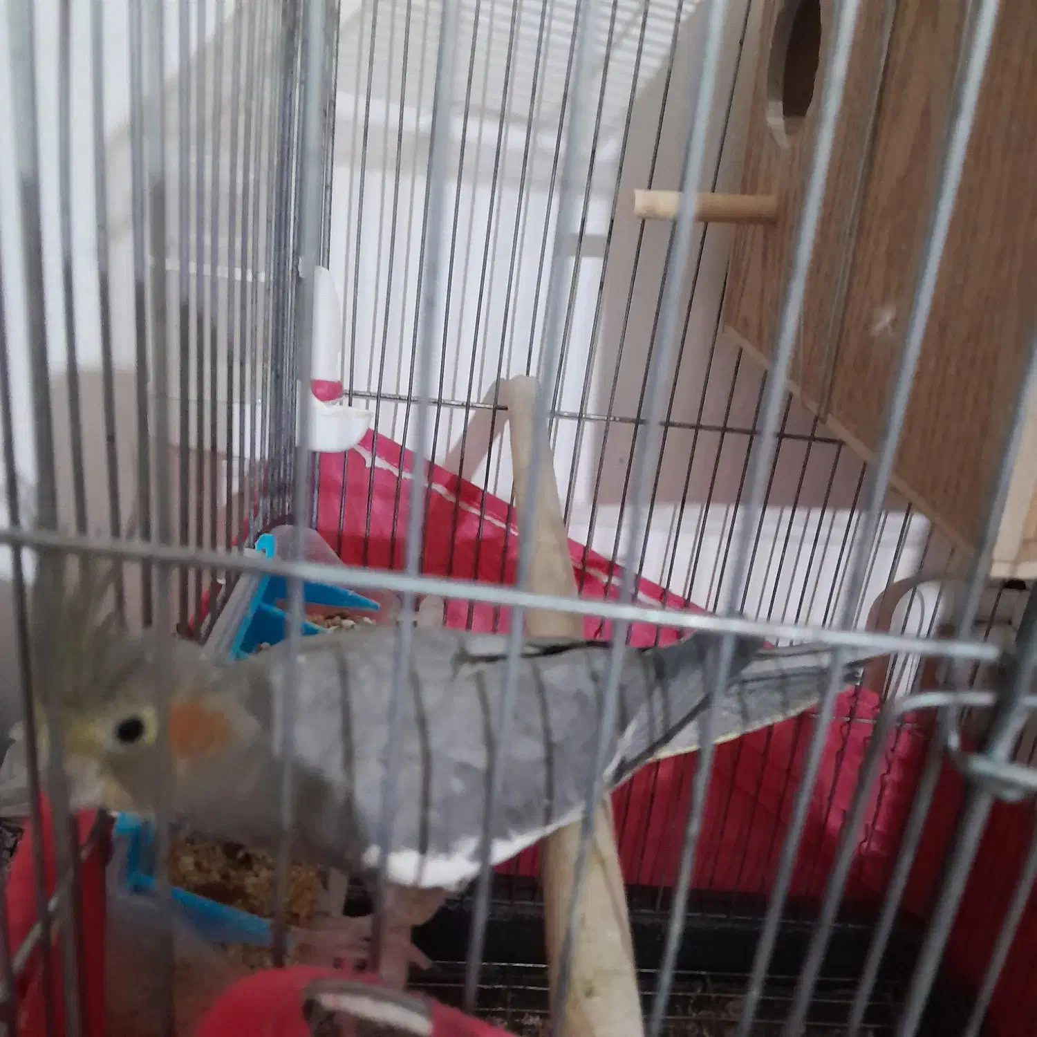 عروس هلندی ماده|پرنده|تاکستان, |دیوار