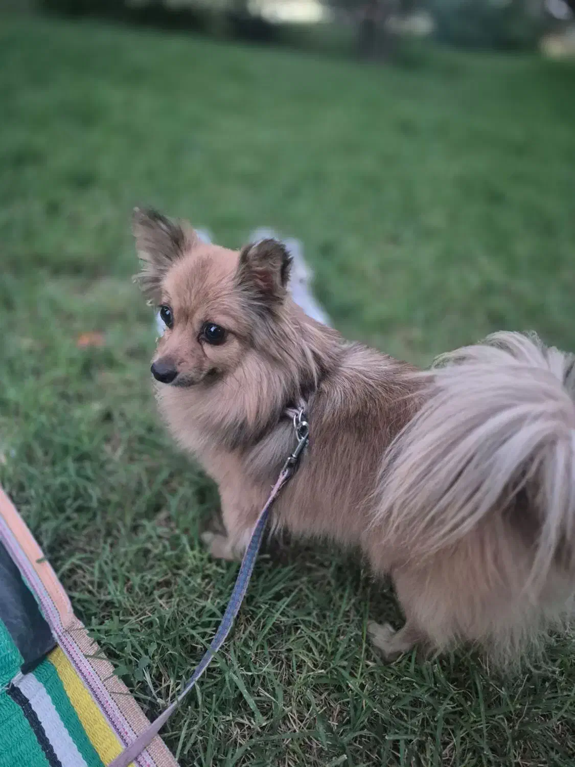 پامر|سگ|اصفهان, حسین‌آباد|دیوار