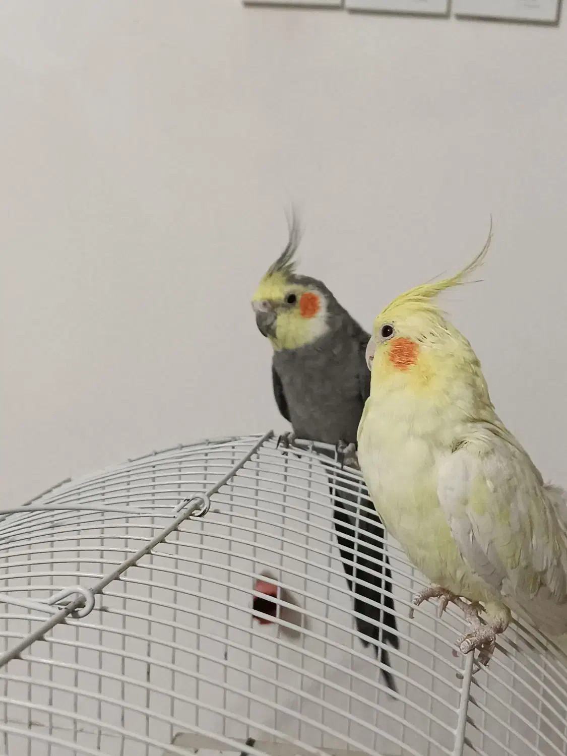 فروش پرنده عروس|پرنده|نقده, |دیوار