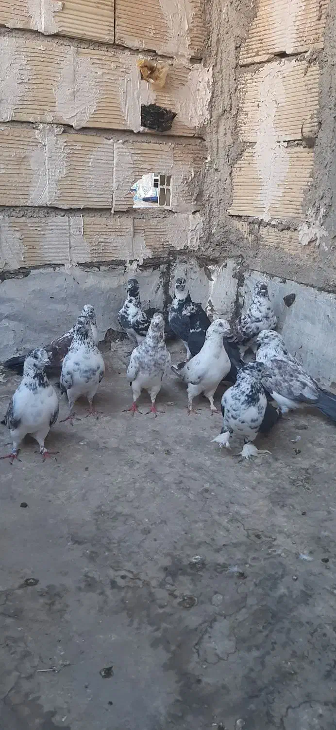 کبوتر سیماش و کلدا سفید یجا|پرنده|قم, نیروگاه|دیوار
