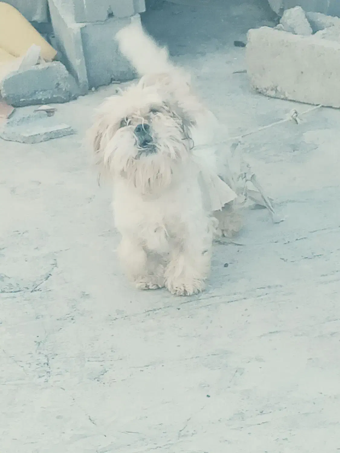 سگ.|سگ|ایذه, |دیوار