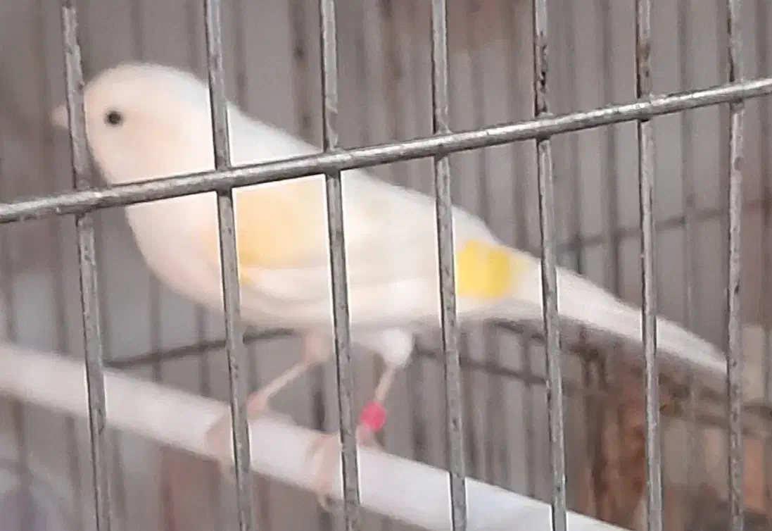 جوجه‌یک‌سال‌|پرنده|فرخ‌شهر, |دیوار