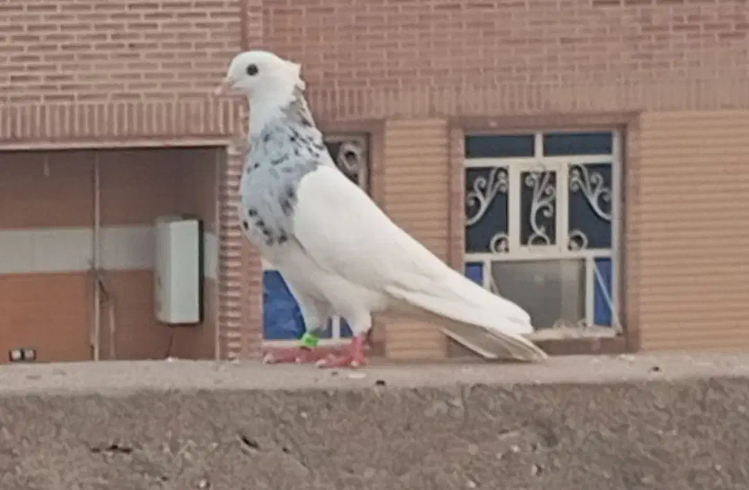 سرگرمی و فراغت ...|پرنده|شوشتر, |دیوار