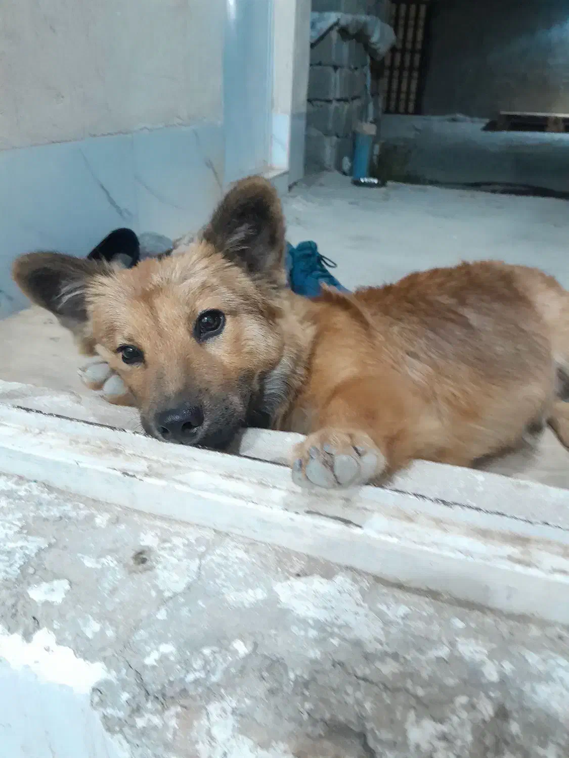 گمشده|حیوانات|رباط‌کریم, شترخوار|دیوار