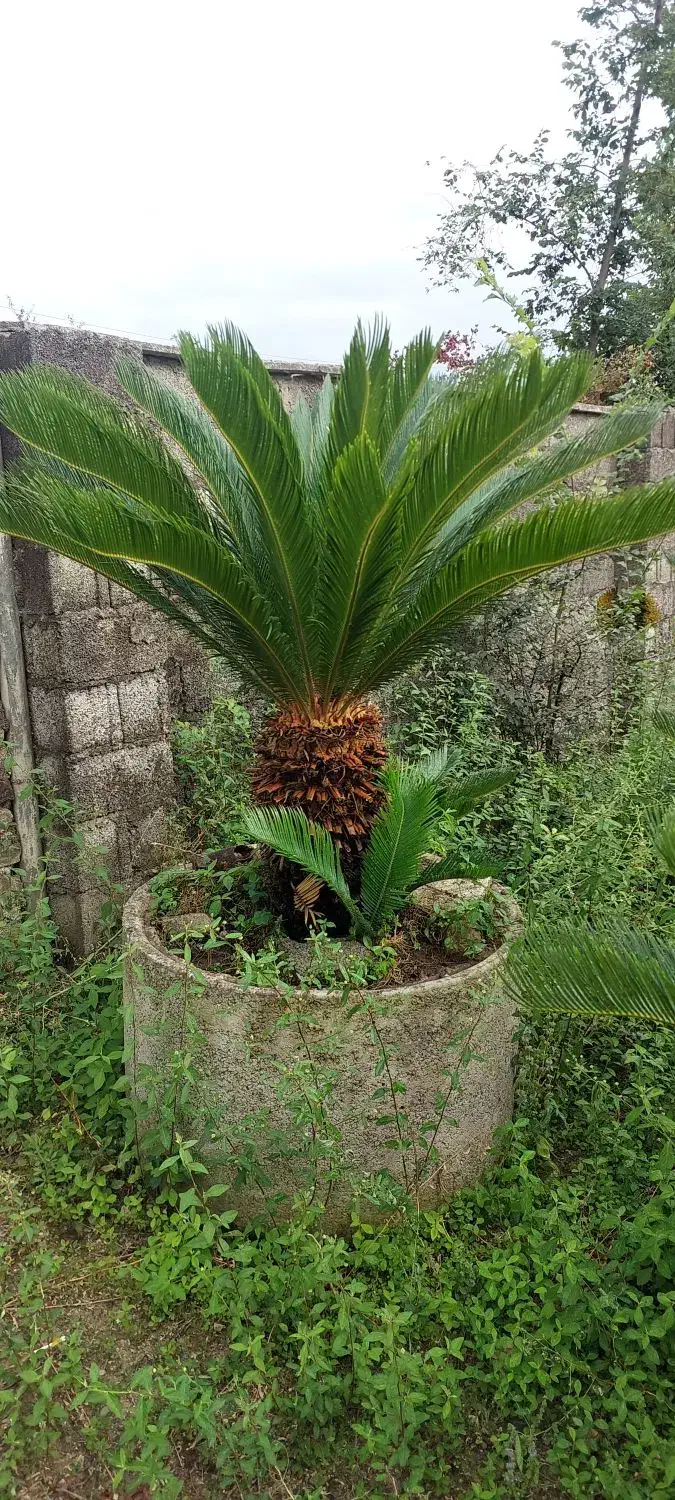 فروش گل سیکاس در رشت بزرگ و کوچک|گل و گیاه طبیعی|رشت, احمد گوراب|دیوار