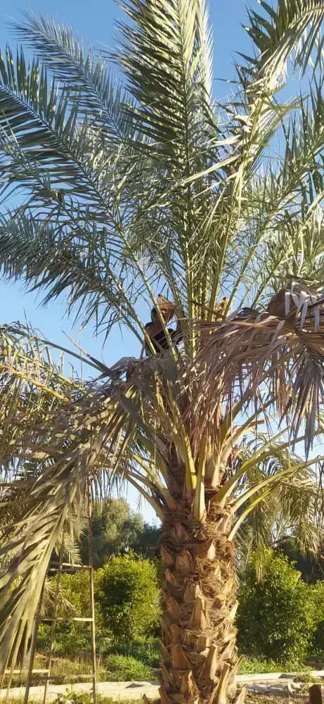 استخدام باغبان|خدمات باغبانی و درختکاری|دوگنبدان, |دیوار