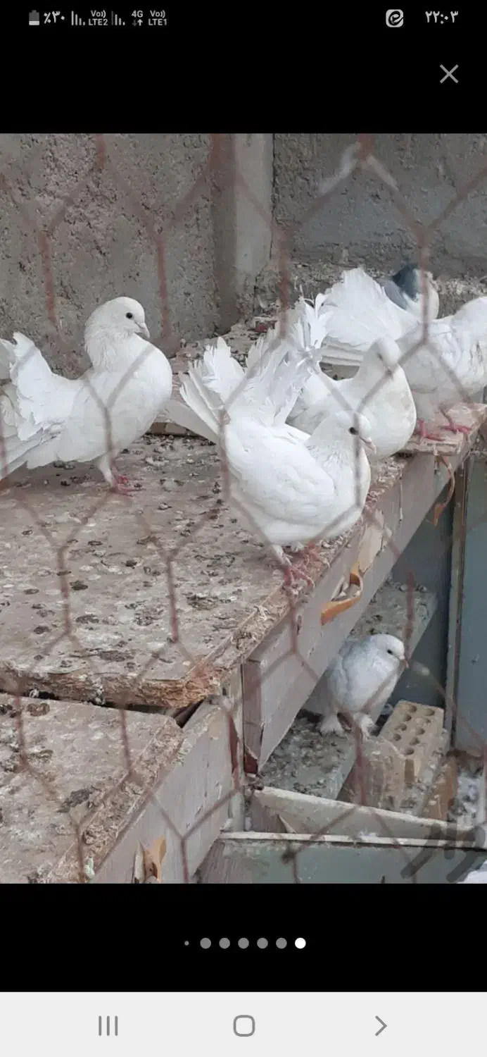 کبوتر دم چتری سفید مور|پرنده|اصفهان, دارک|دیوار