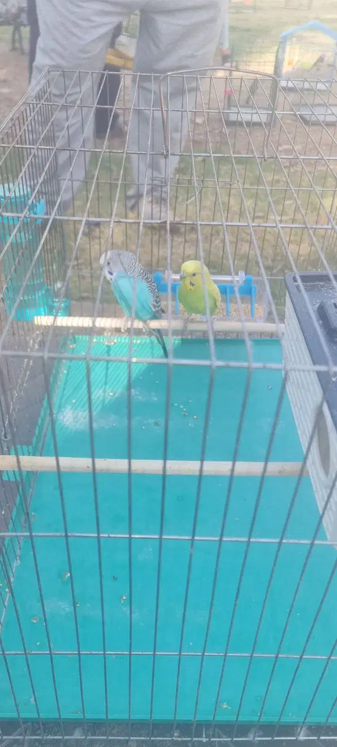 یجفت مرغ عشق|پرنده|اهواز, کوی رمضان|دیوار