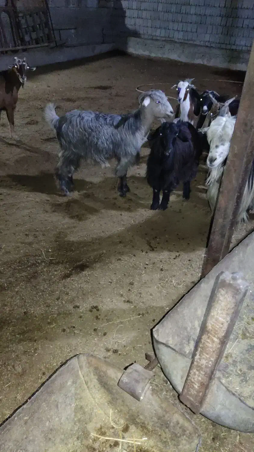 کهره چاق|حیوانات مزرعه|بندر گناوه, |دیوار