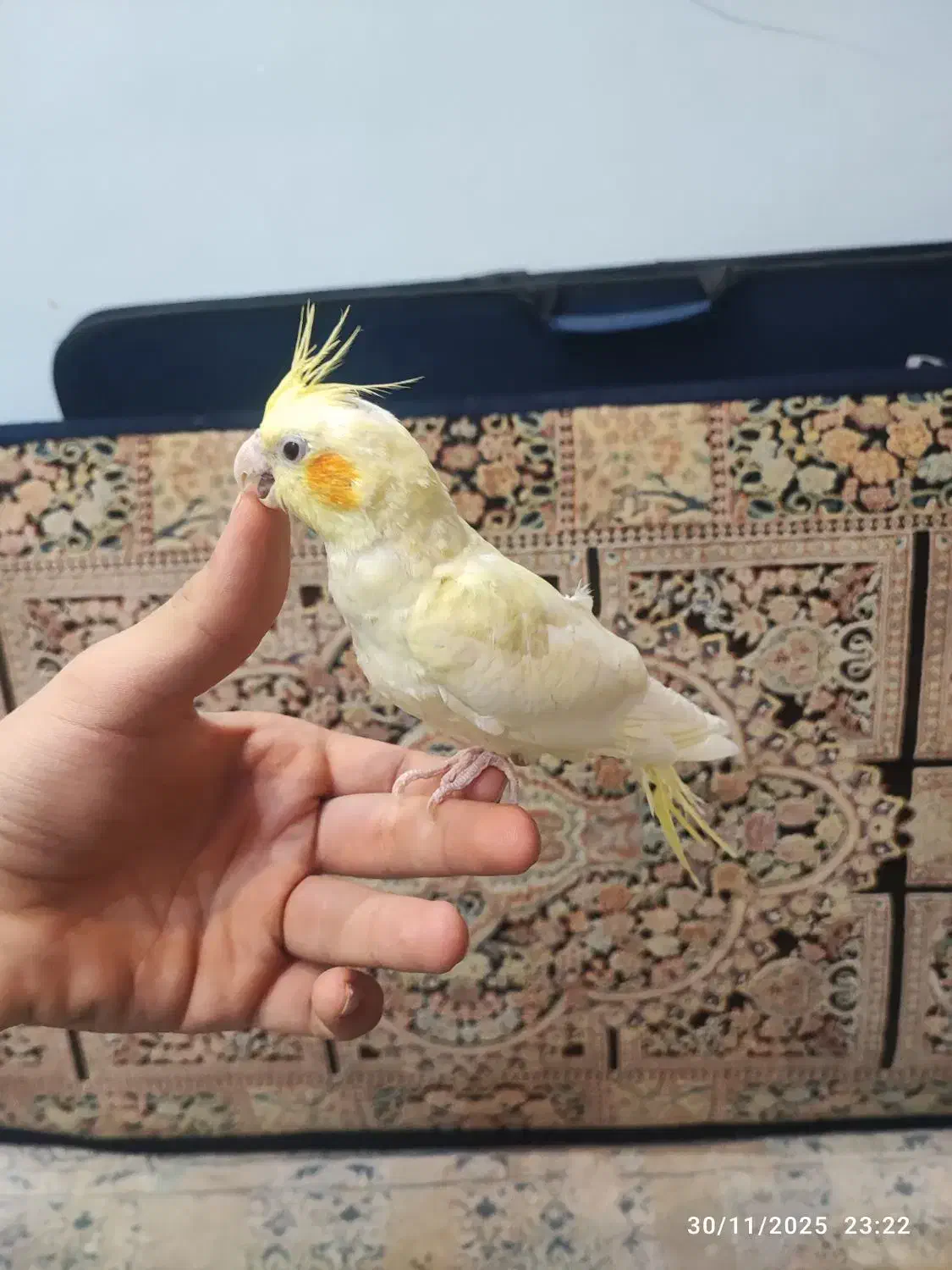 عروس کاملا دستی|پرنده|کاشان, زیدی|دیوار