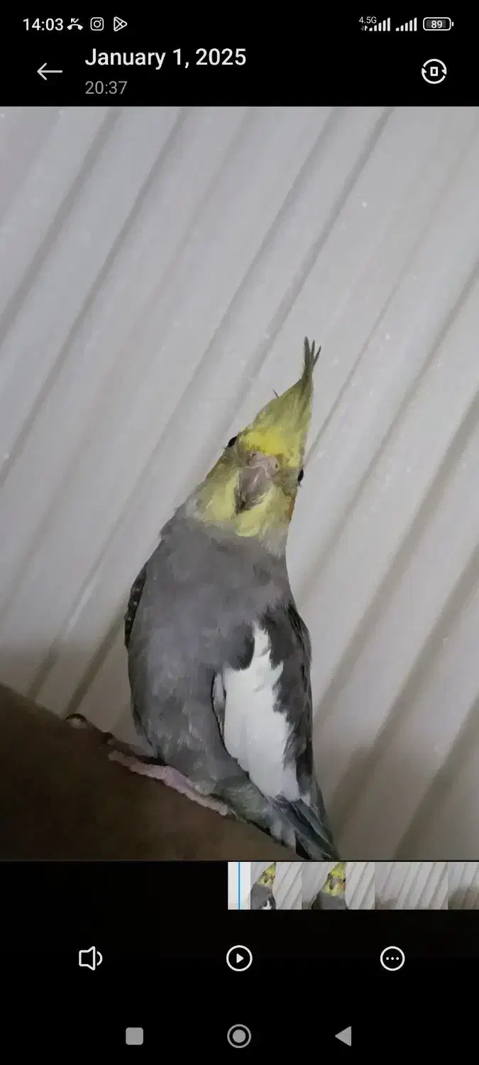 عروس هلندی گم شده|حیوانات|آستارا, |دیوار