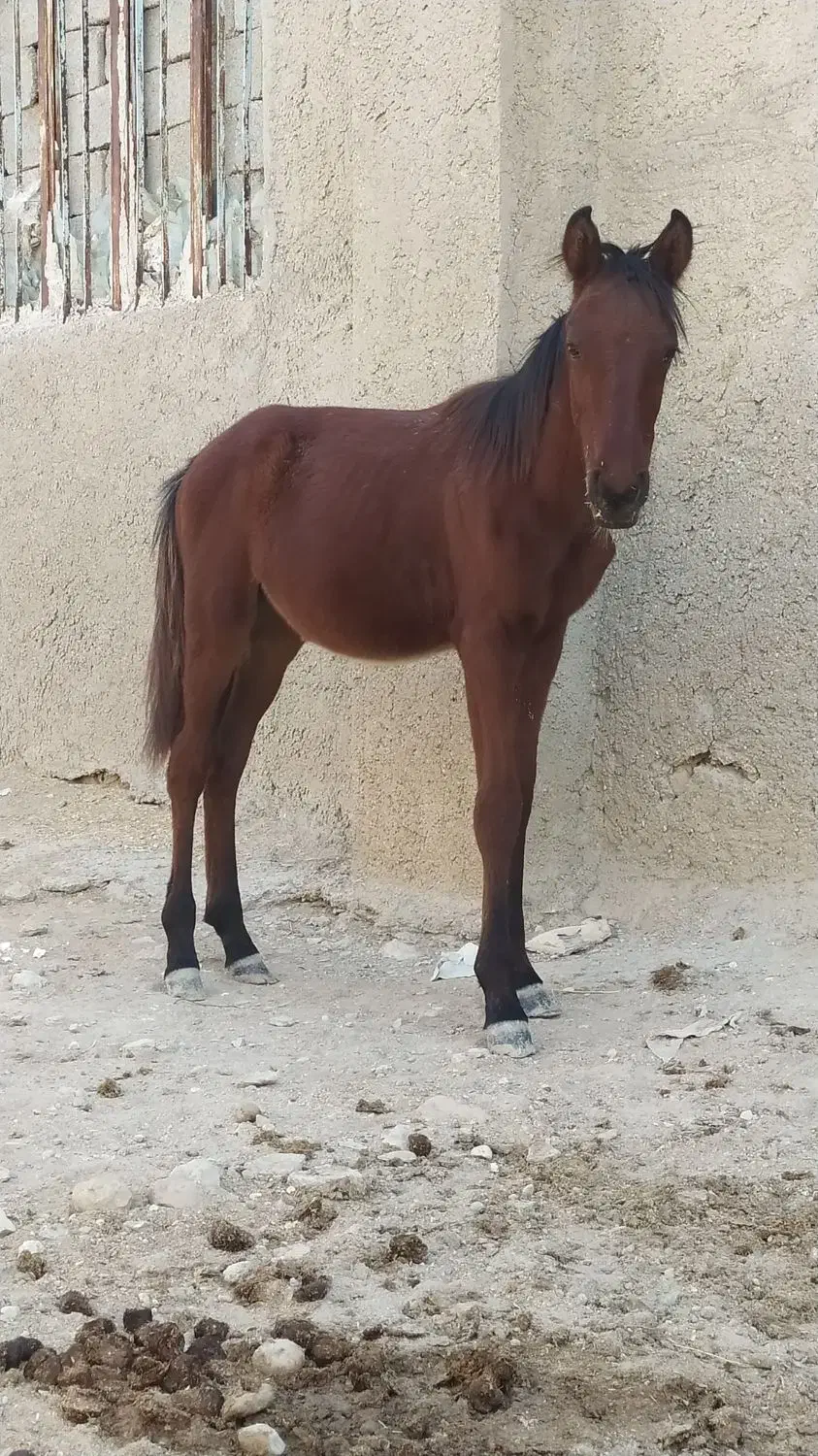 کره اسب|اسب و تجهیزات اسب‌سواری|آبپخش, |دیوار