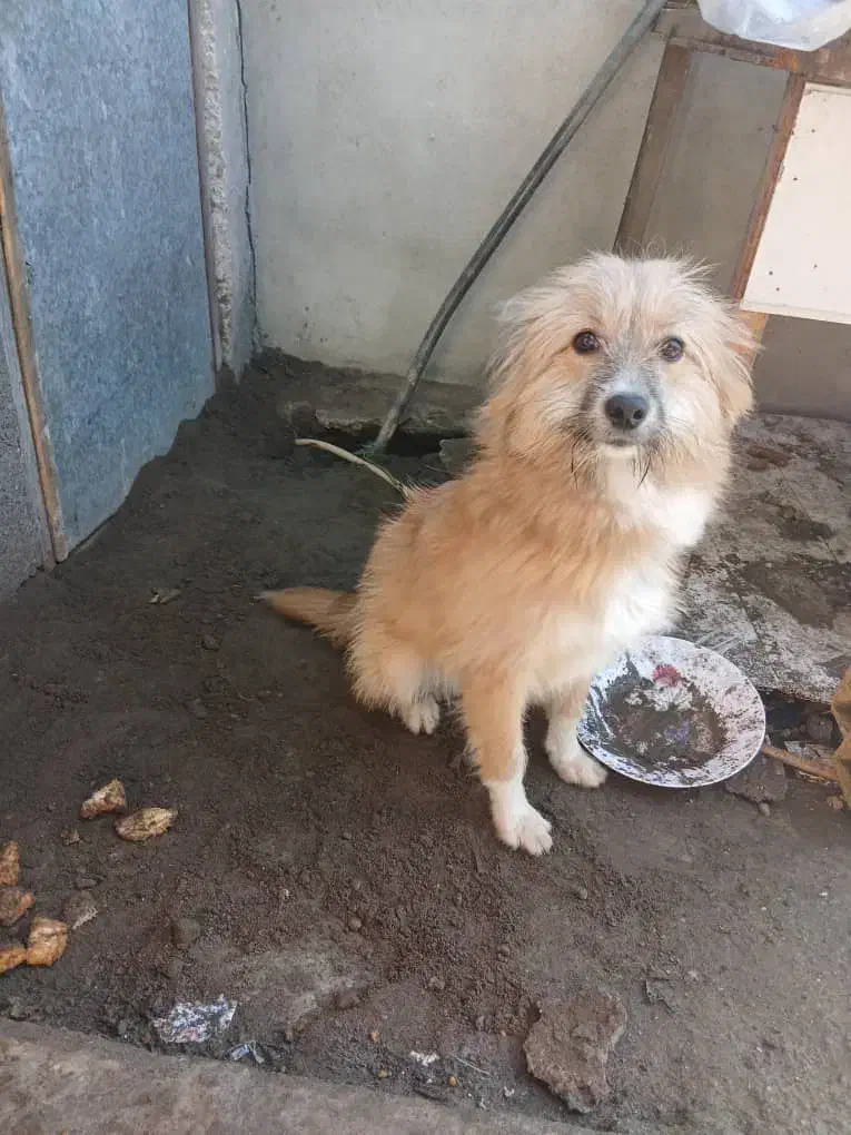 فروشی|سگ|بندر انزلی, گلشن|دیوار