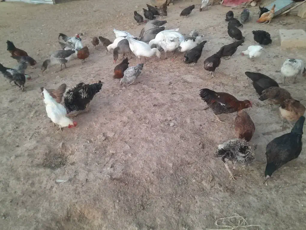 مرغ|حیوانات مزرعه|پاپی, |دیوار