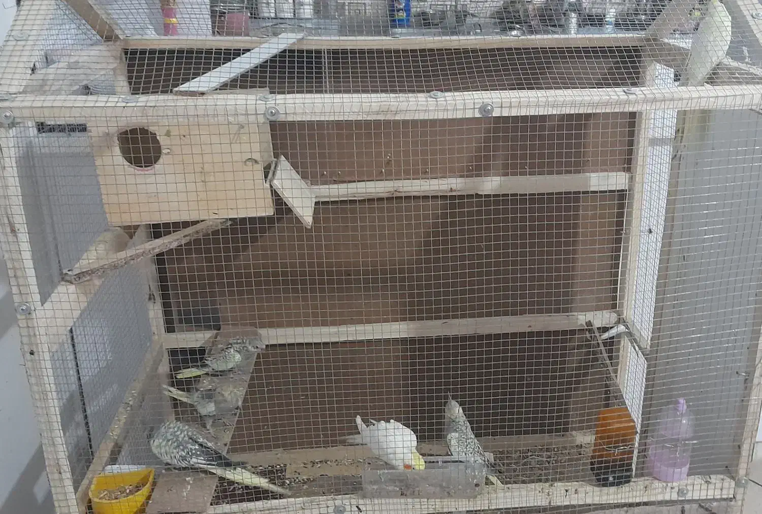 دو عدد جفت عروس هلندی|پرنده|شیراز, کوشک میدان|دیوار