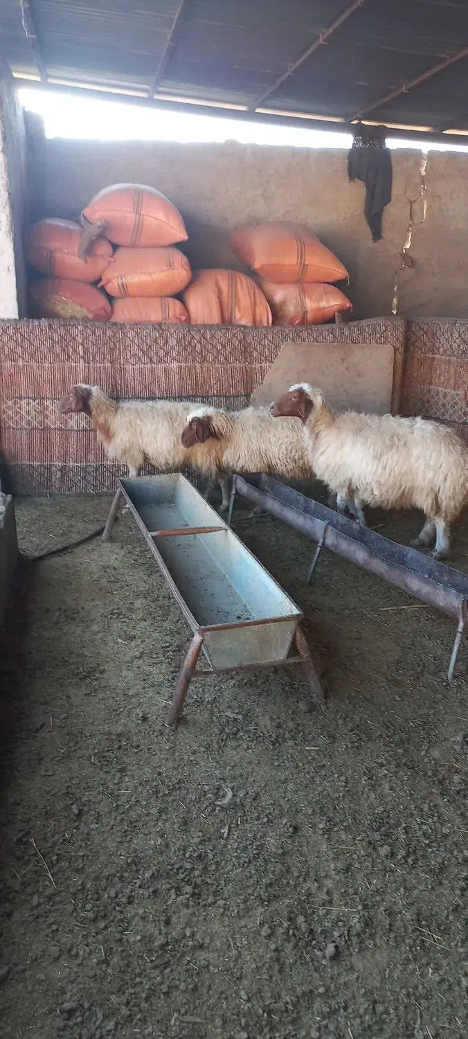 سه عدت میش داشتی دوتا شک یک میش سه شکم|حیوانات مزرعه|آبدانان, |دیوار