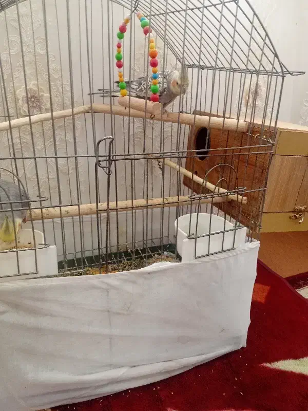 عروس هلندی|پرنده|مشگین شهر, |دیوار