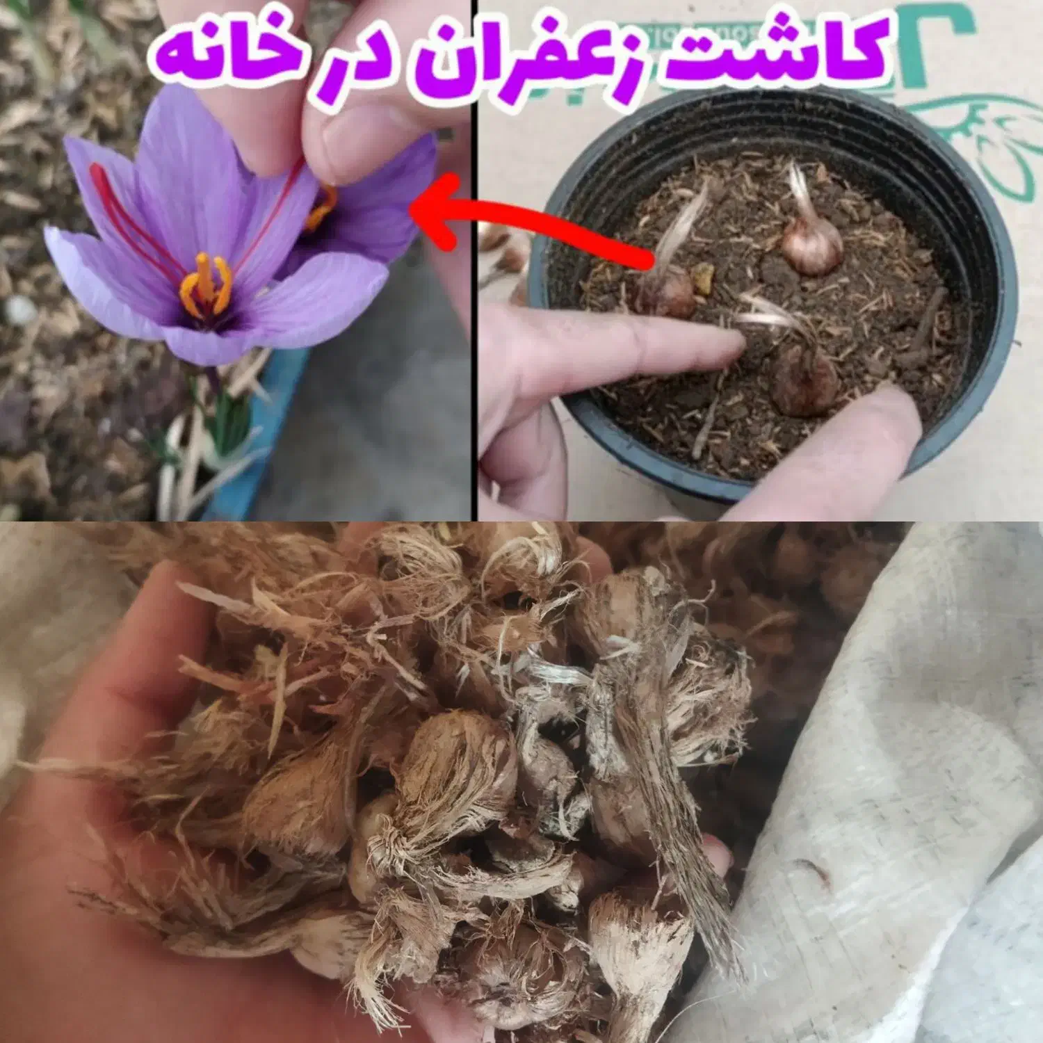 فروش پیاز زعفران و عناب امسالی|فعالیت داوطلبانه|مرودشت, استادیوم‎|دیوار