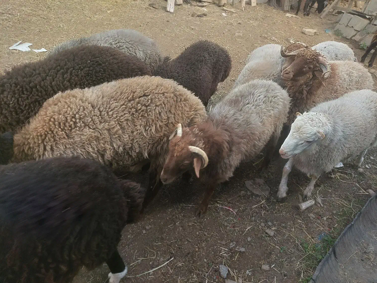 بره|حیوانات مزرعه|کجور, |دیوار