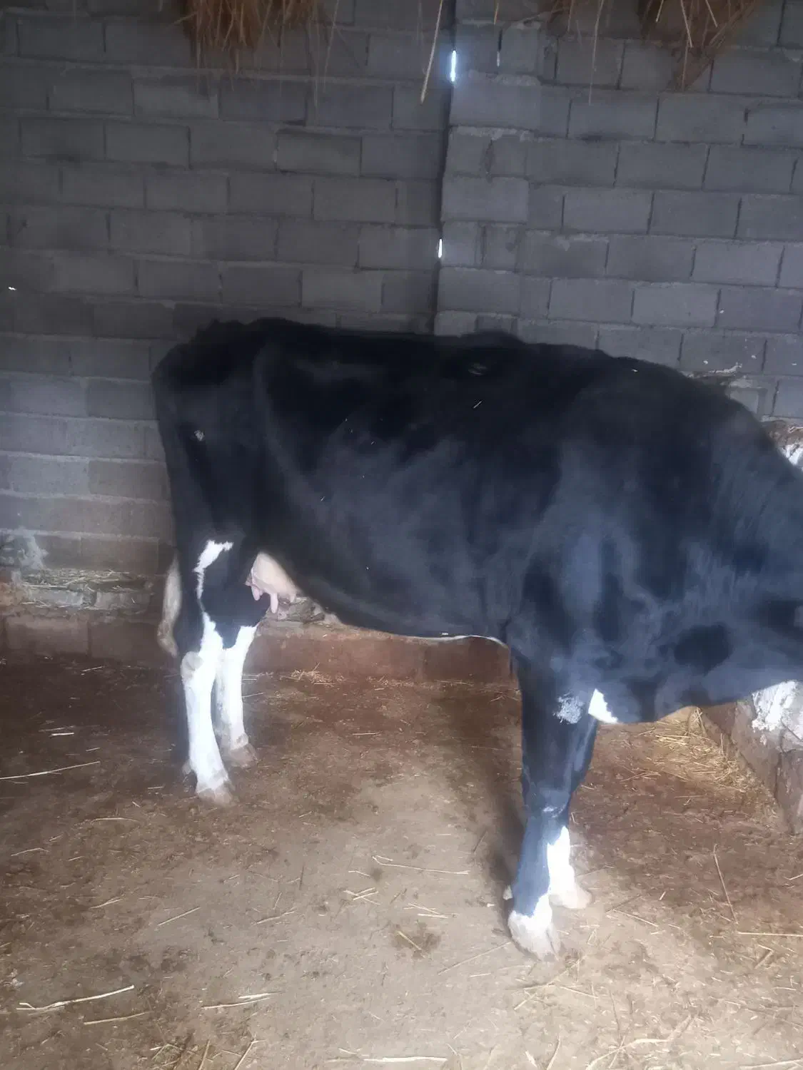 گاو فروشی|حیوانات مزرعه|شیروان (خراسان), |دیوار