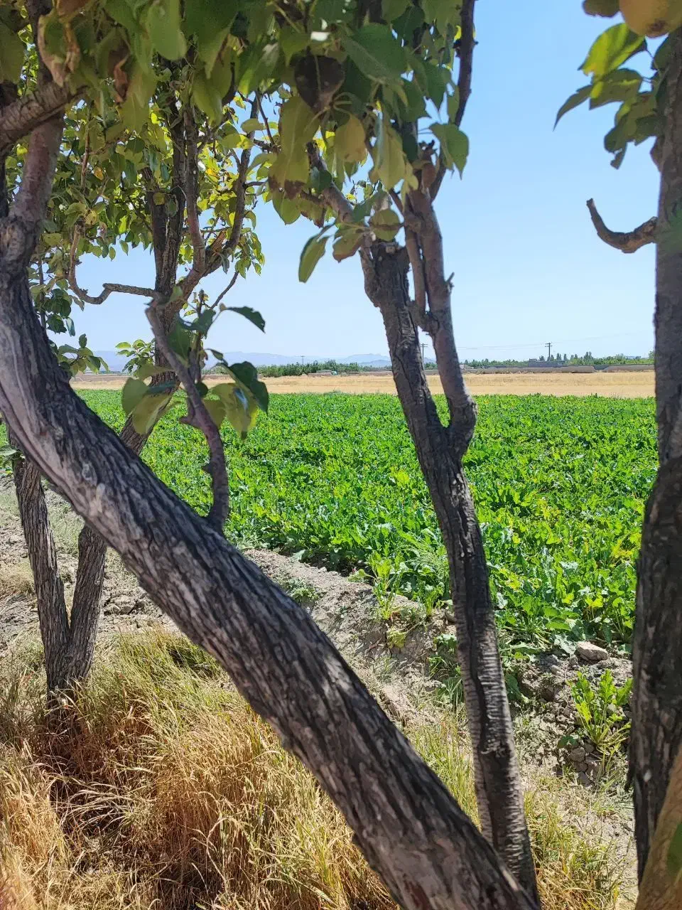اب چاه روستای  کلات میان (نزدیک به بافت)|خدمات باغبانی و درختکاری|چناران, |دیوار