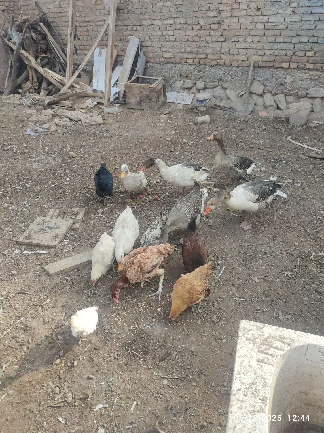 غاز و مرغ محلی|حیوانات مزرعه|جلفا, |دیوار