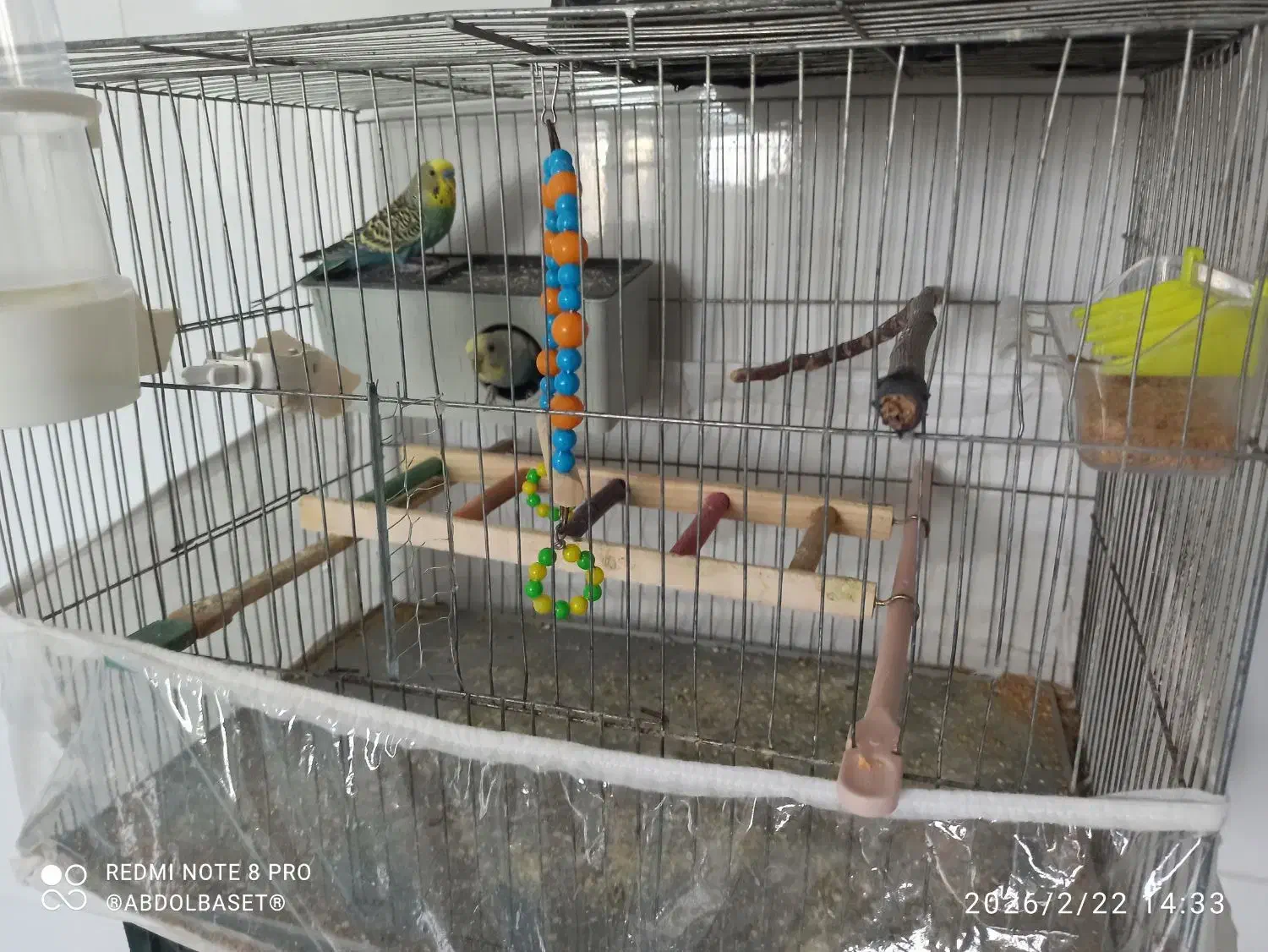 مرغ عشق|پرنده|سردشت, |دیوار