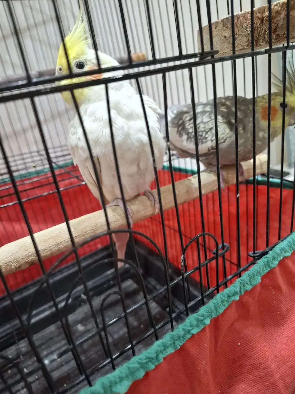 عروس هلندی|پرنده|ارومیه, |دیوار