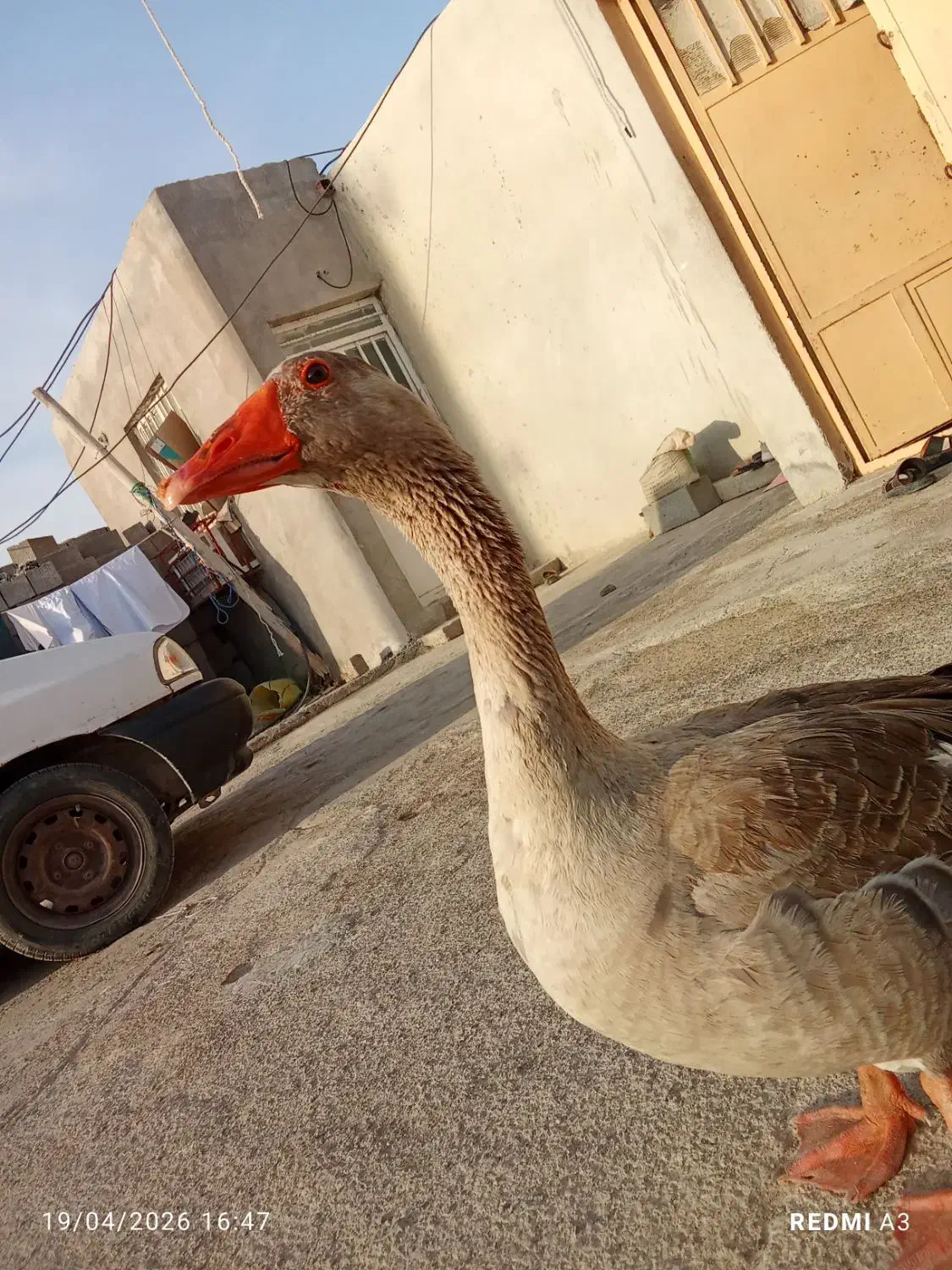 غاز|حیوانات مزرعه|تهران, میدان ولیعصر|دیوار