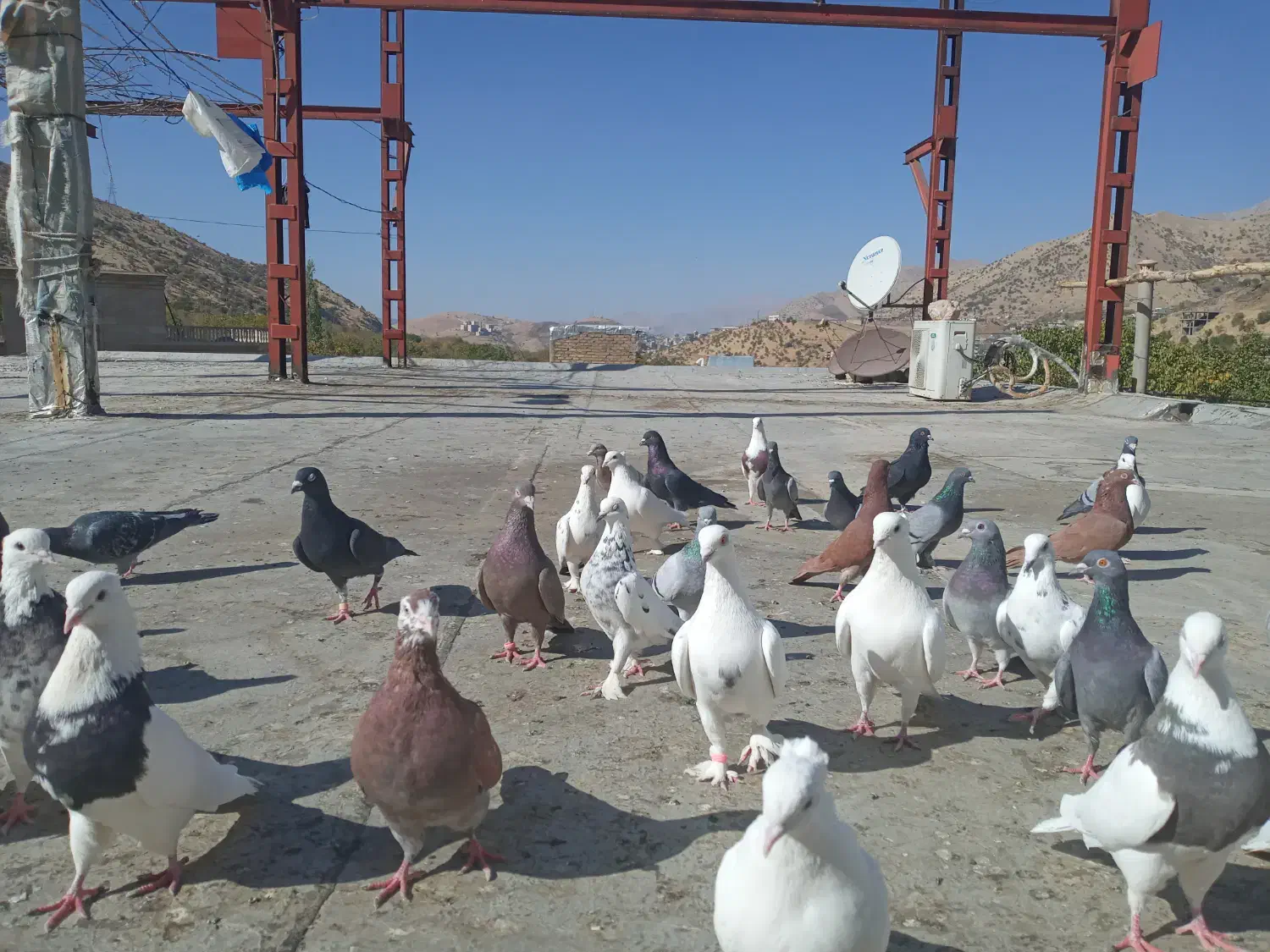 ۴۰عدد کبوتر فروشی|پرنده|پاوه, |دیوار