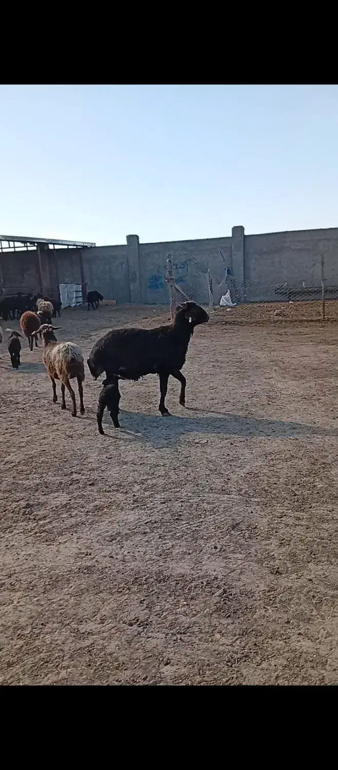 فروش قوچ و میش بره دار و آبستن|حیوانات مزرعه|گنبد کاووس, |دیوار