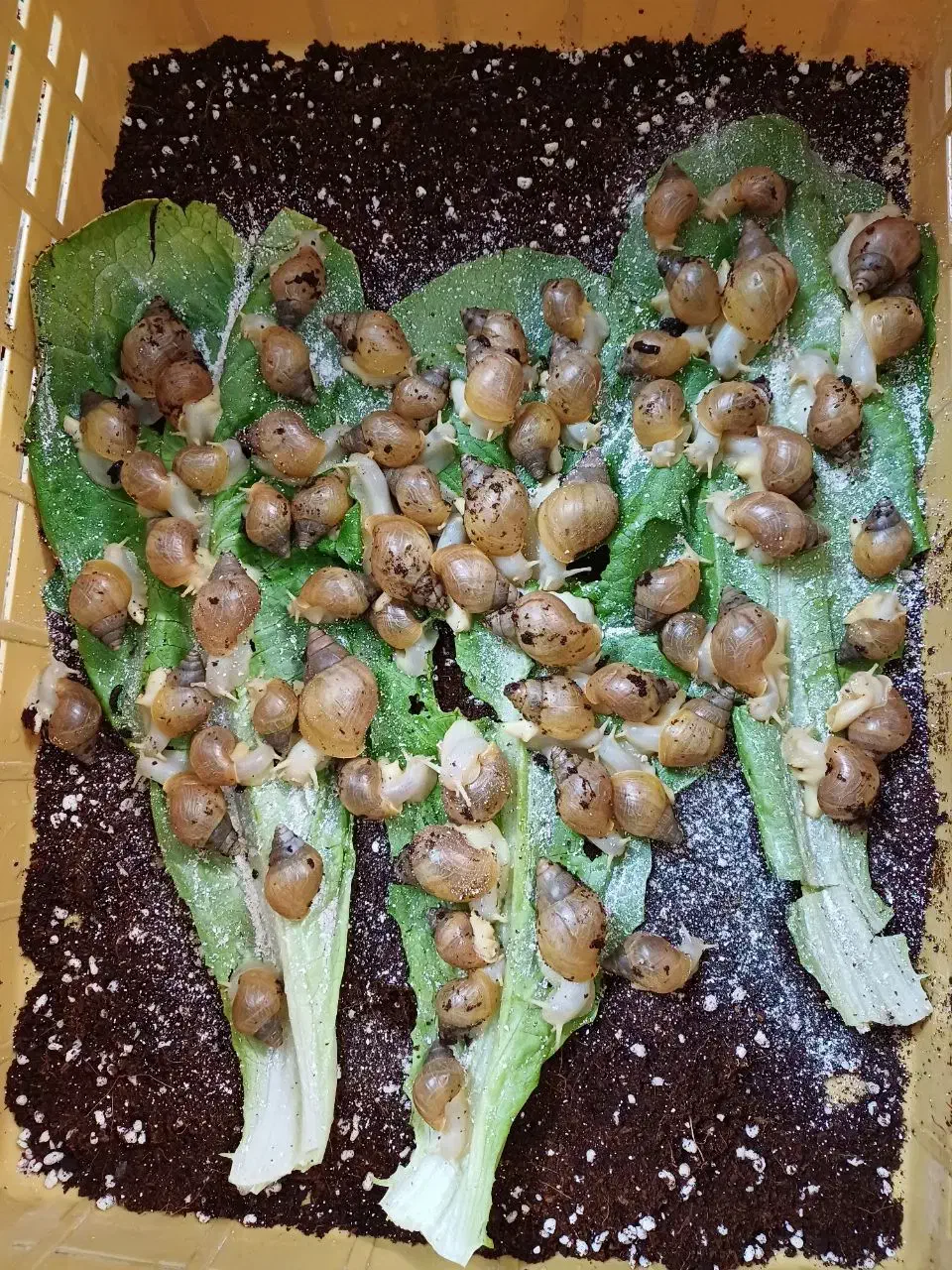 حلزون|خزنده|جهرم, |دیوار