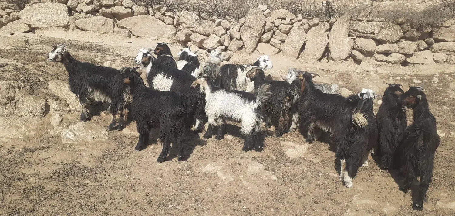 بیگ یک ساله نمونه داشتی|حیوانات مزرعه|لالی, |دیوار