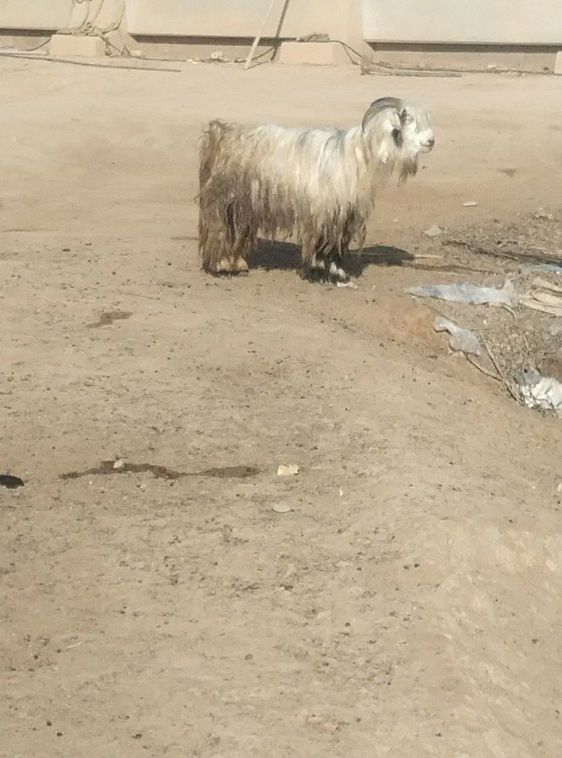 بز بیگ|حیوانات مزرعه|گتوند, |دیوار