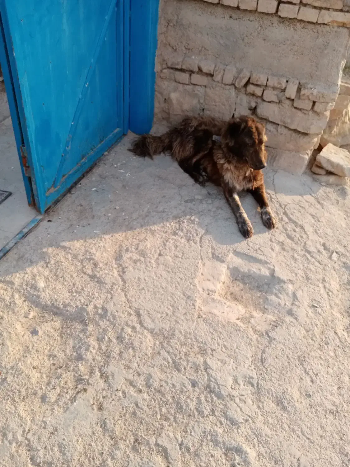 سگ گله ای|سگ|سرولایت, |دیوار