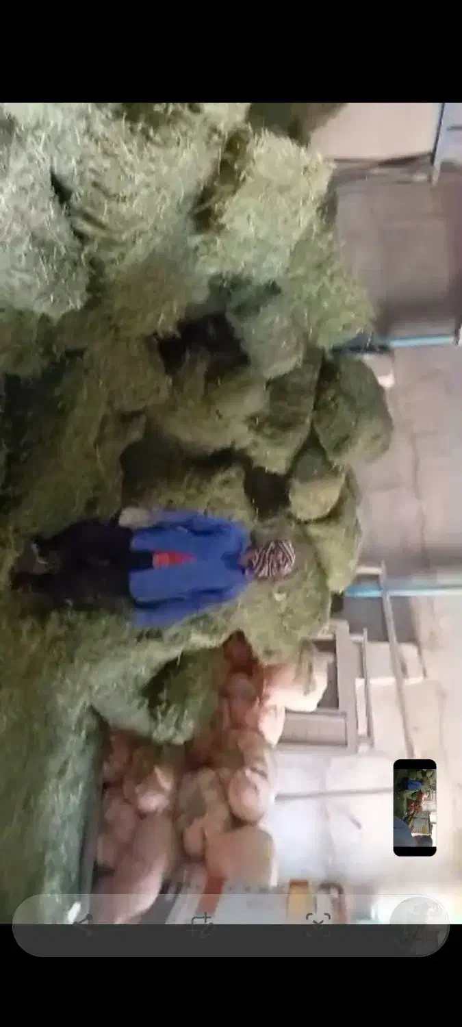 یونجه پرس|خدمات باغبانی و درختکاری|اصفهان, کساره|دیوار