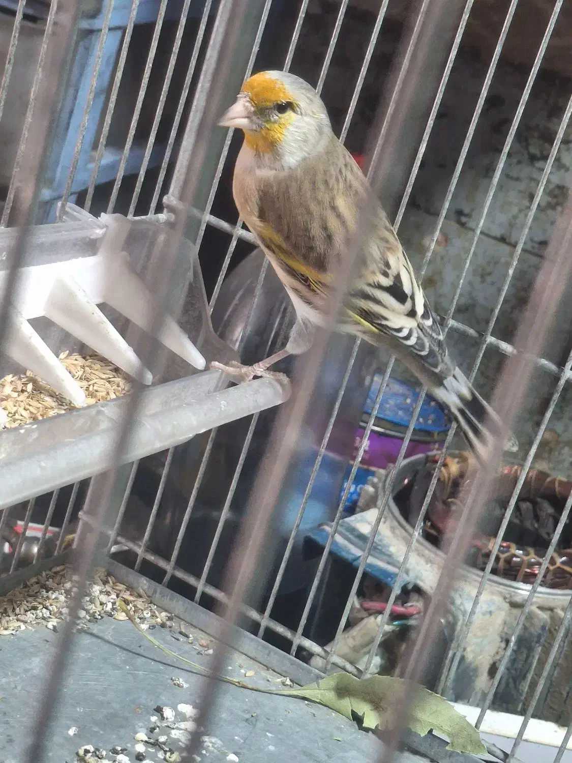 سهره قناری دهن لر|پرنده|ری, ولی آباد|دیوار