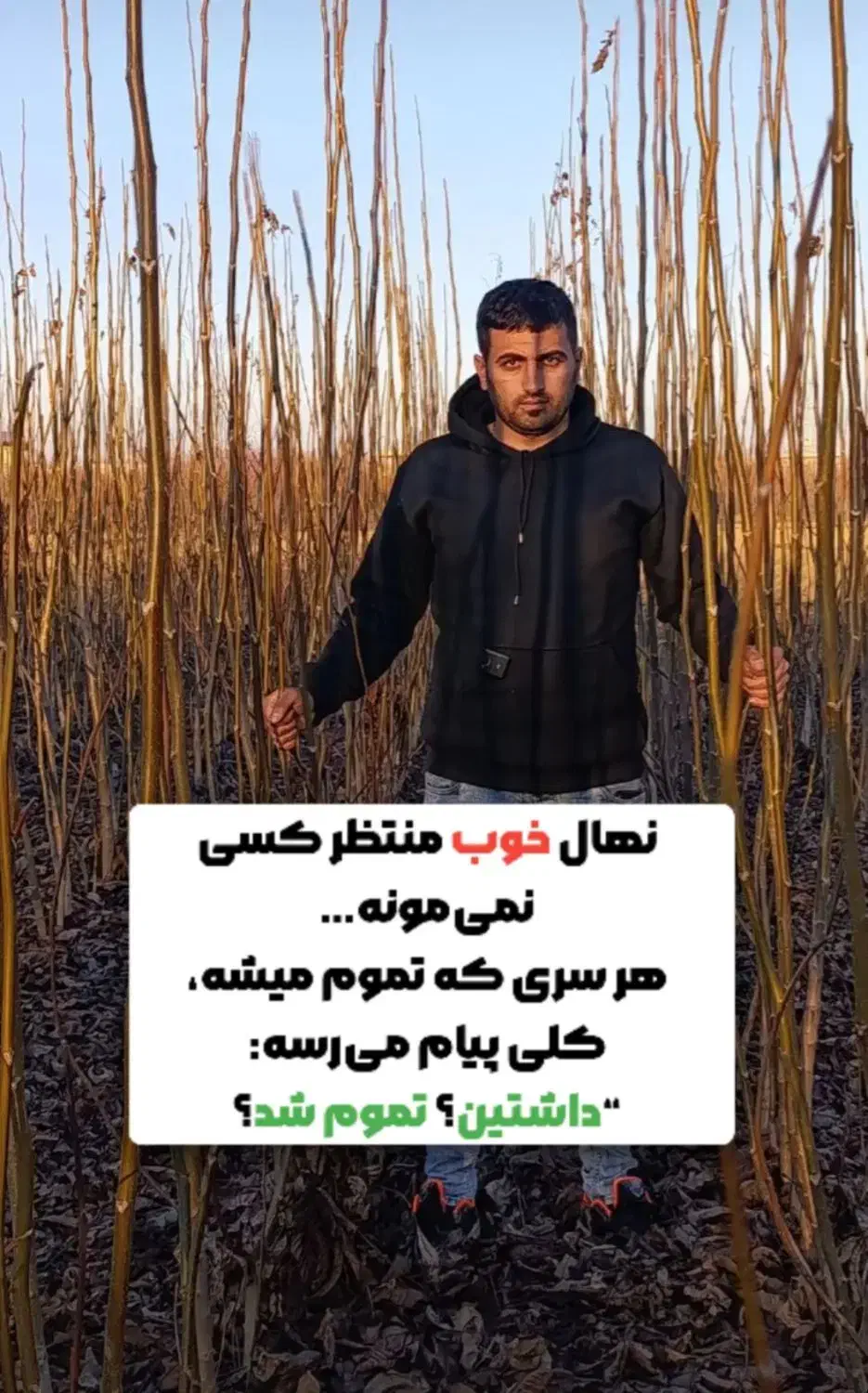 نهالستان رویال نهال|خدمات باغبانی و درختکاری|مرودشت, ولایت|دیوار