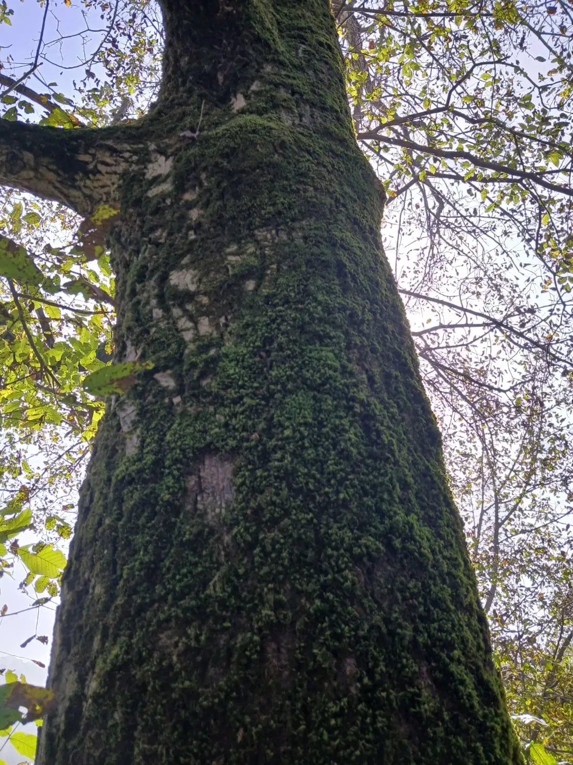 خرید درخت جنگلی توباغ پول نقد|خدمات باغبانی و درختکاری|لاهیجان, بوجایه|دیوار