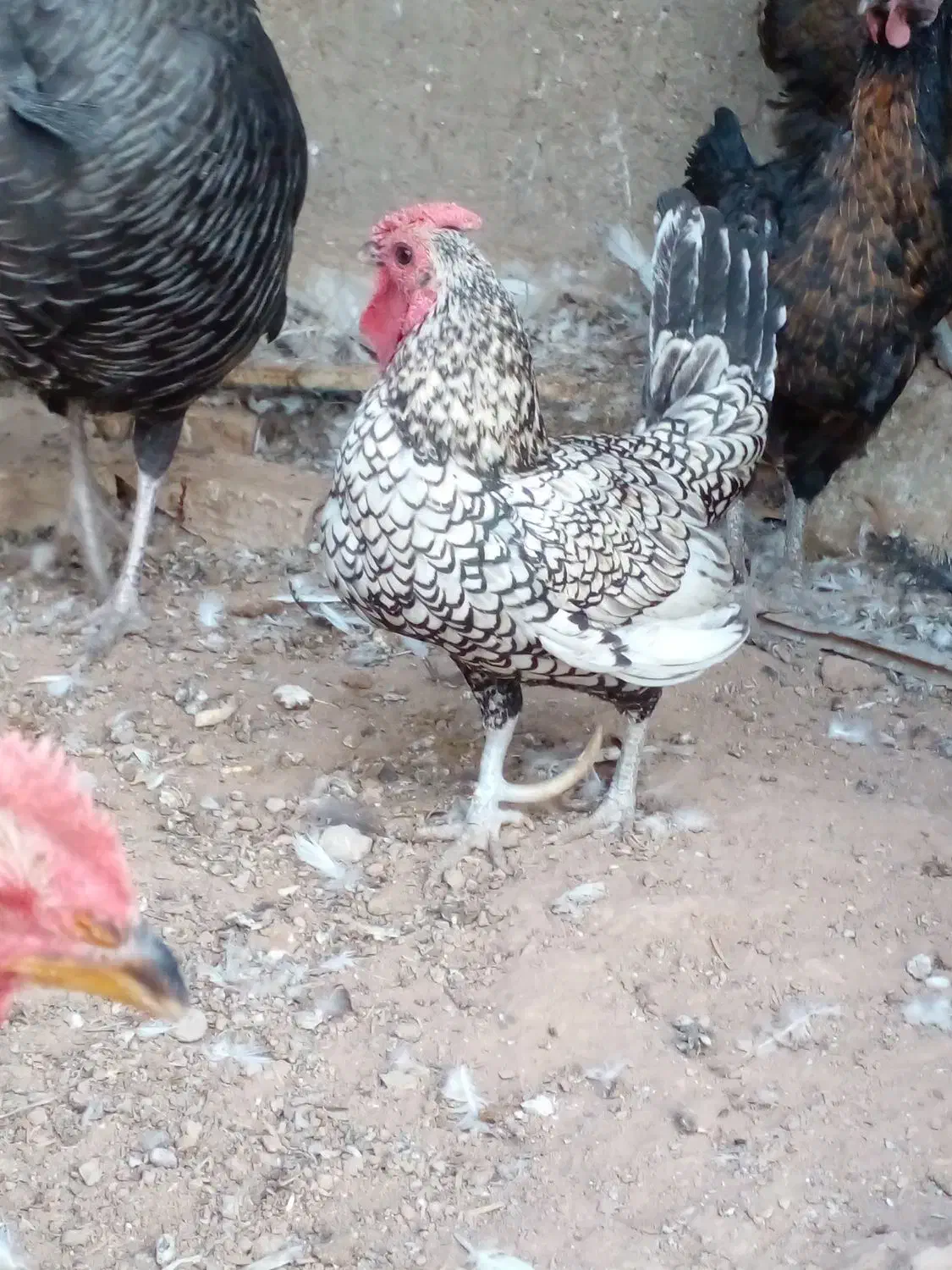 بوقلمون، خروس گردن لخت و مینیاتوری|حیوانات مزرعه|زارچ, |دیوار