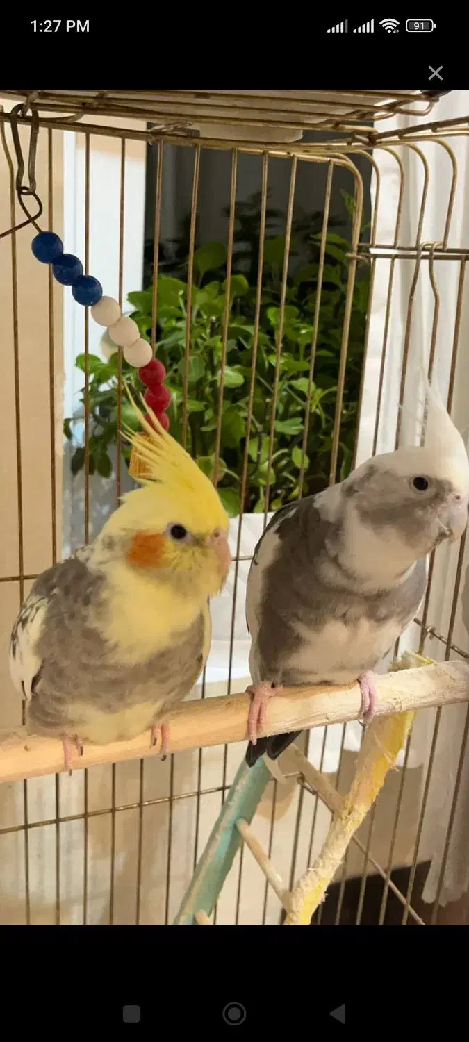 عروس هلندی|پرنده|مشگین شهر, |دیوار