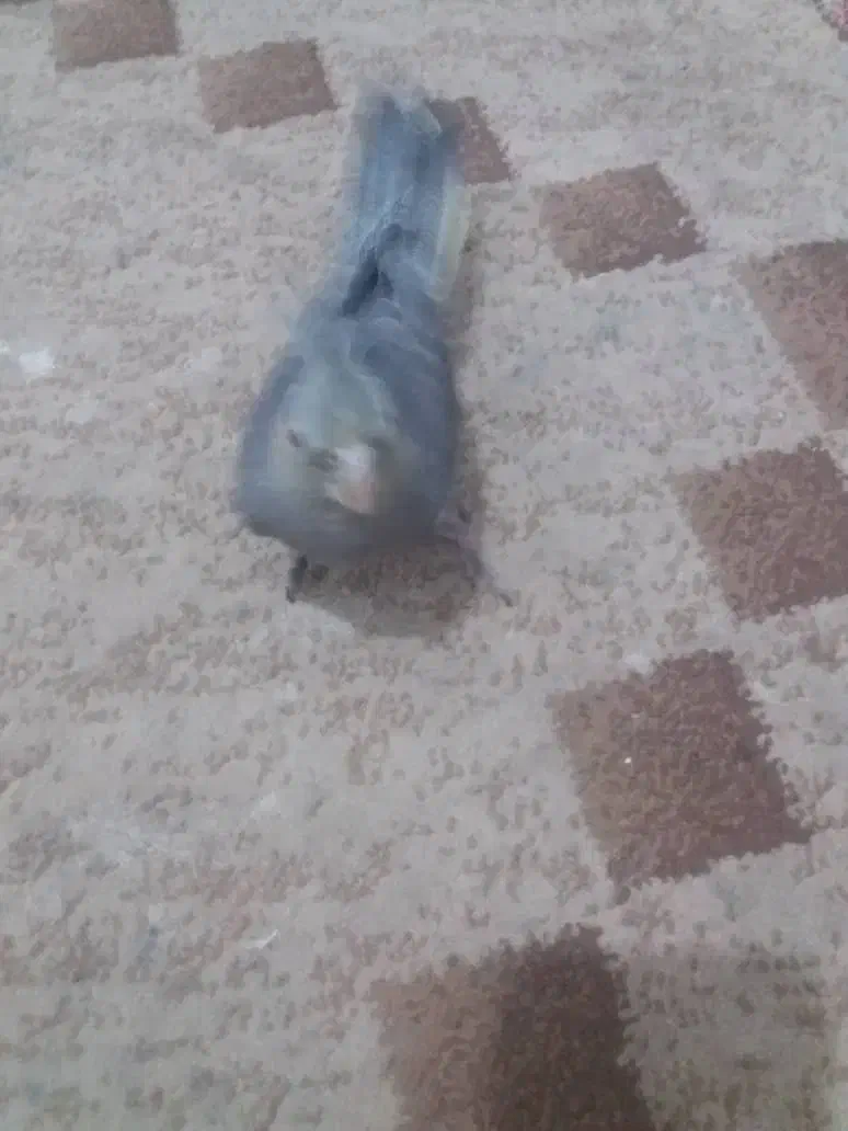 عروس هلندی|پرنده|اهواز, فتح|دیوار